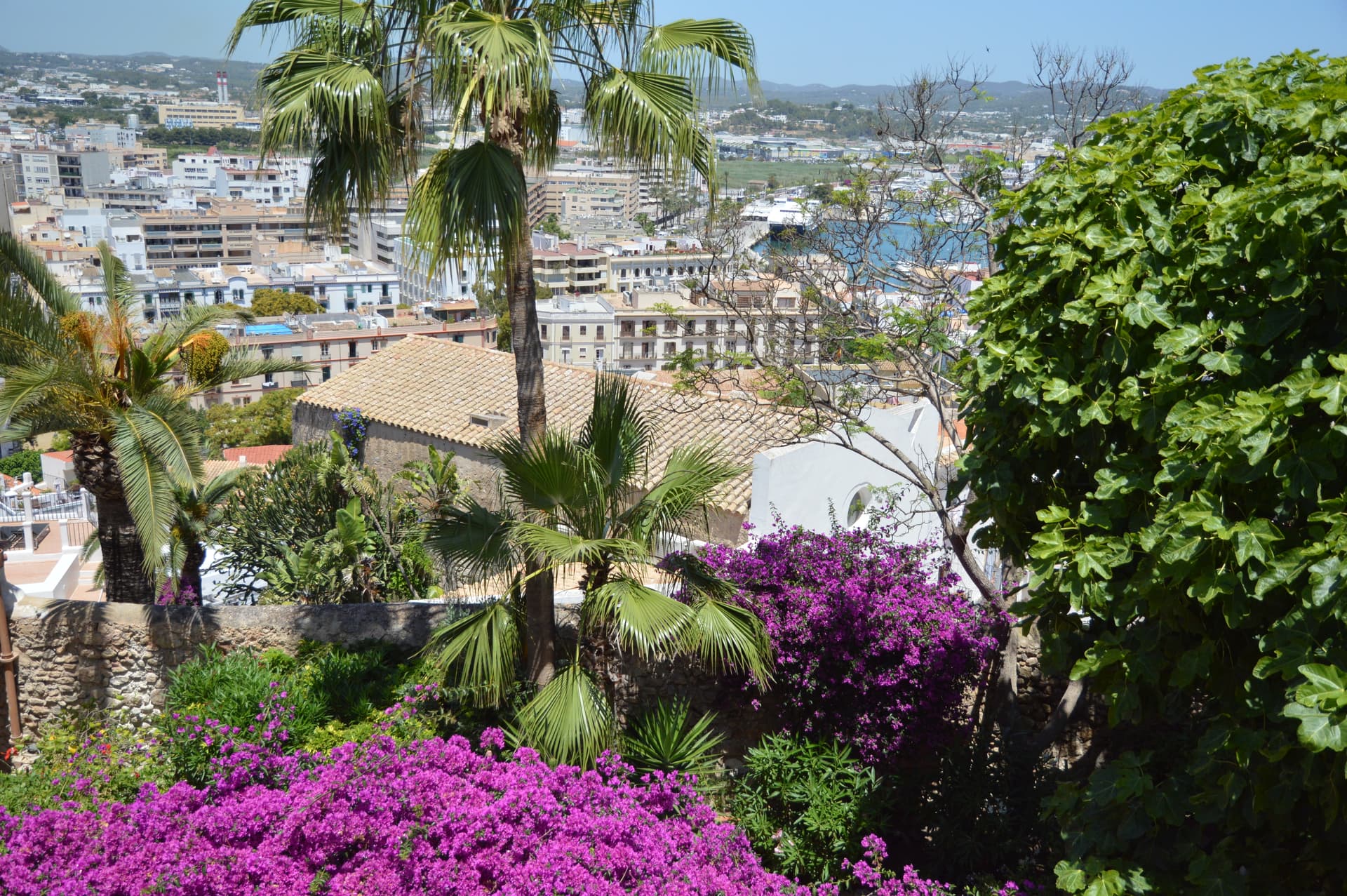 Terrace garden at Casa Mor with vivid pink bougainvillea and palm trees overlooking Eivissa's rooftops, harbour water and surrounding hills.