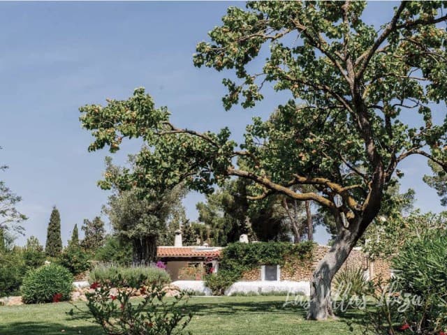 Ancient carob and olive trees in the grounds at Can Mulo, Sant Antoni de Portmany, Ibiza