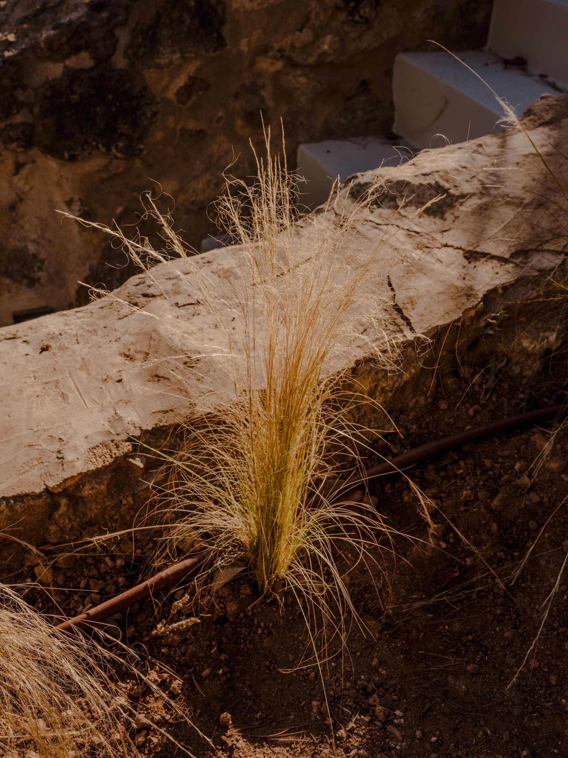 Can Borraja — photo 169