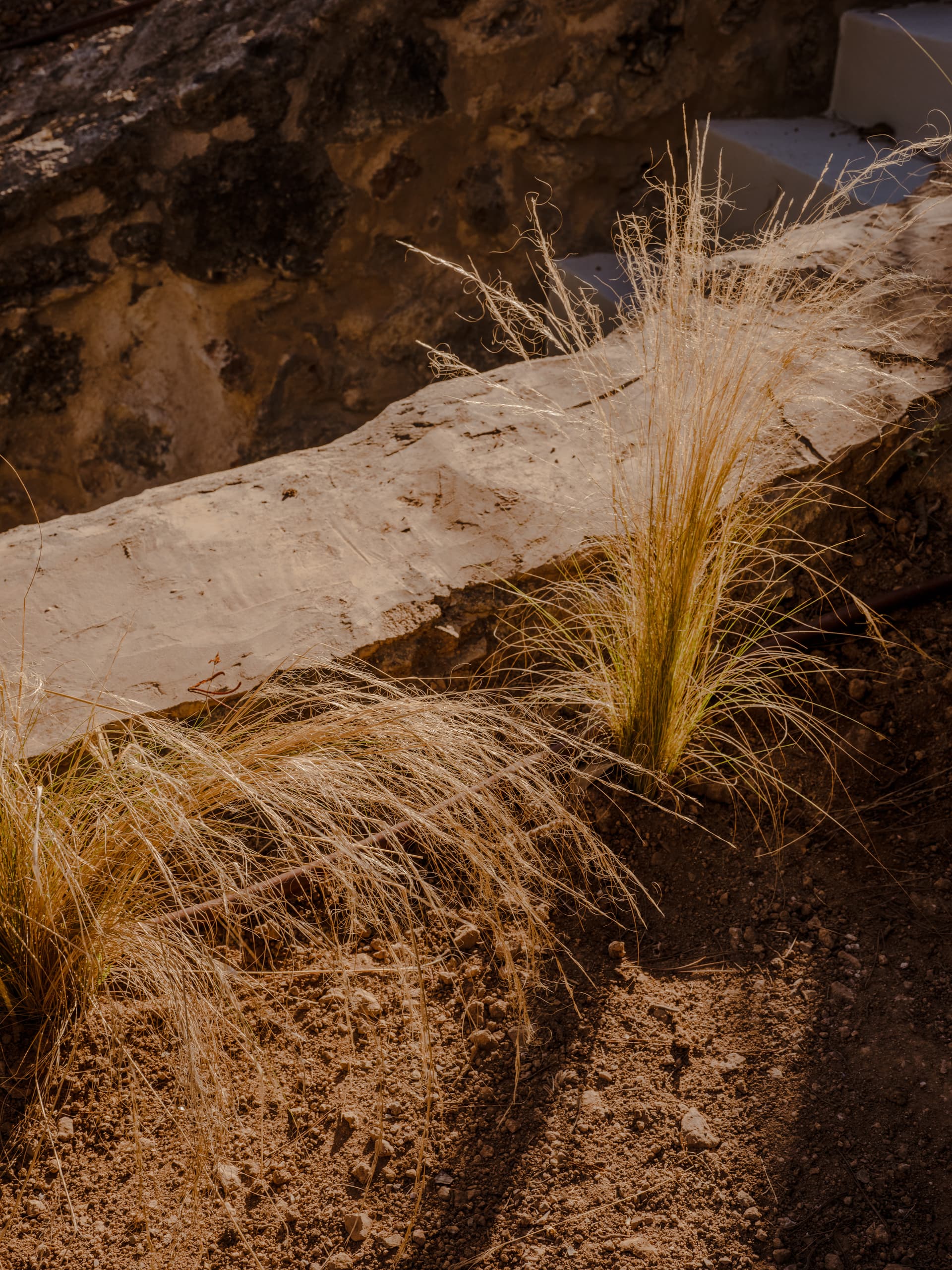 Can Borraja — photo 170