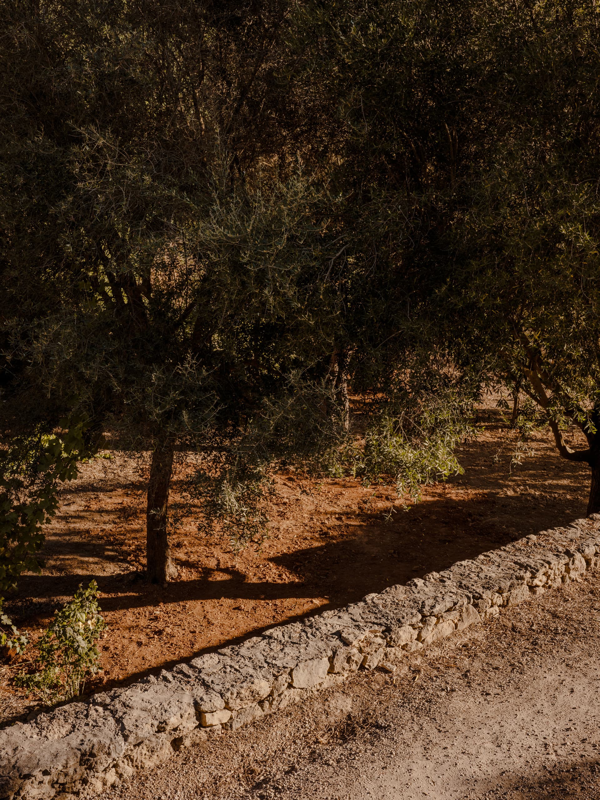 Can Borraja — photo 201