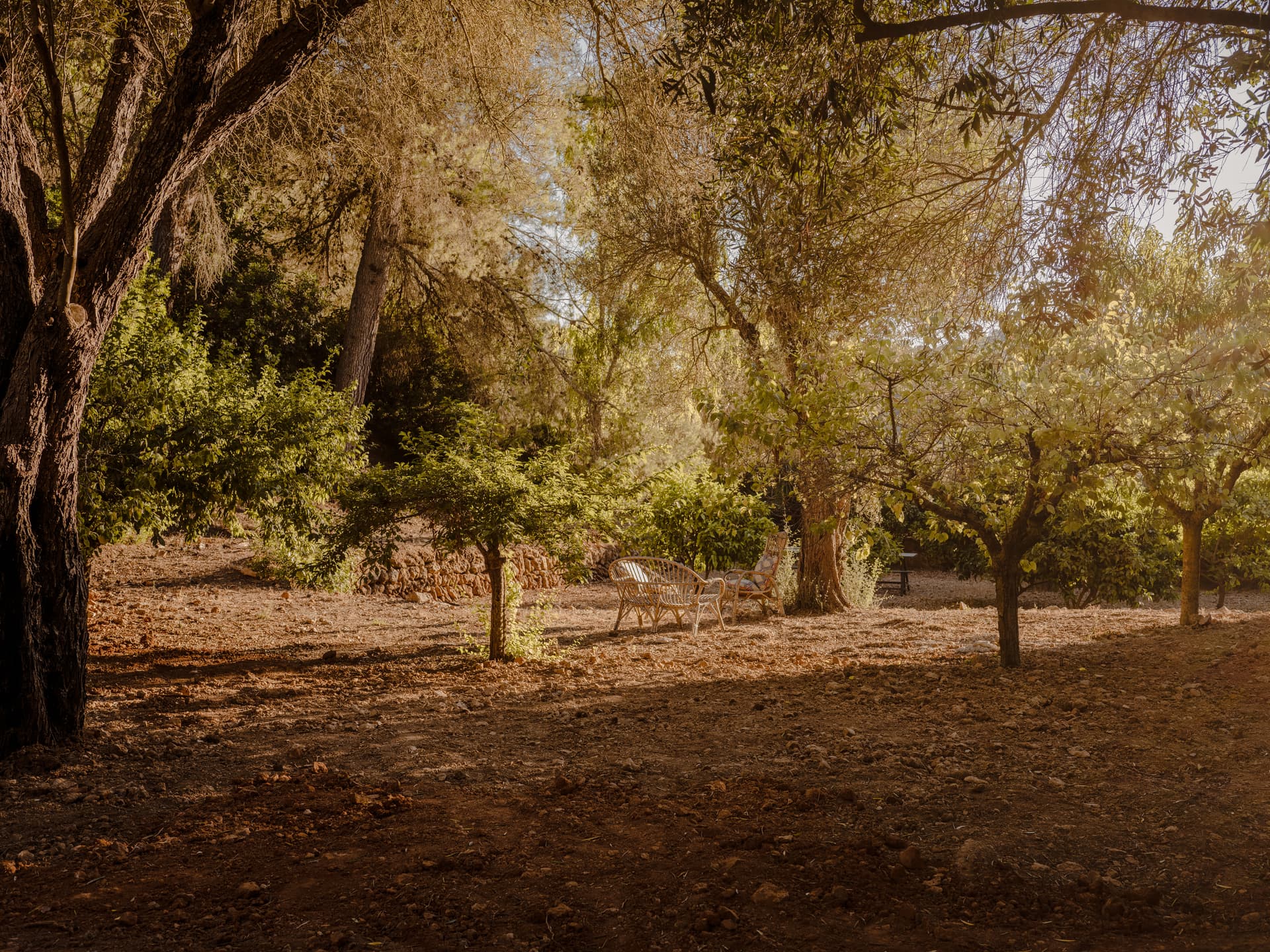 Can Borraja — photo 231