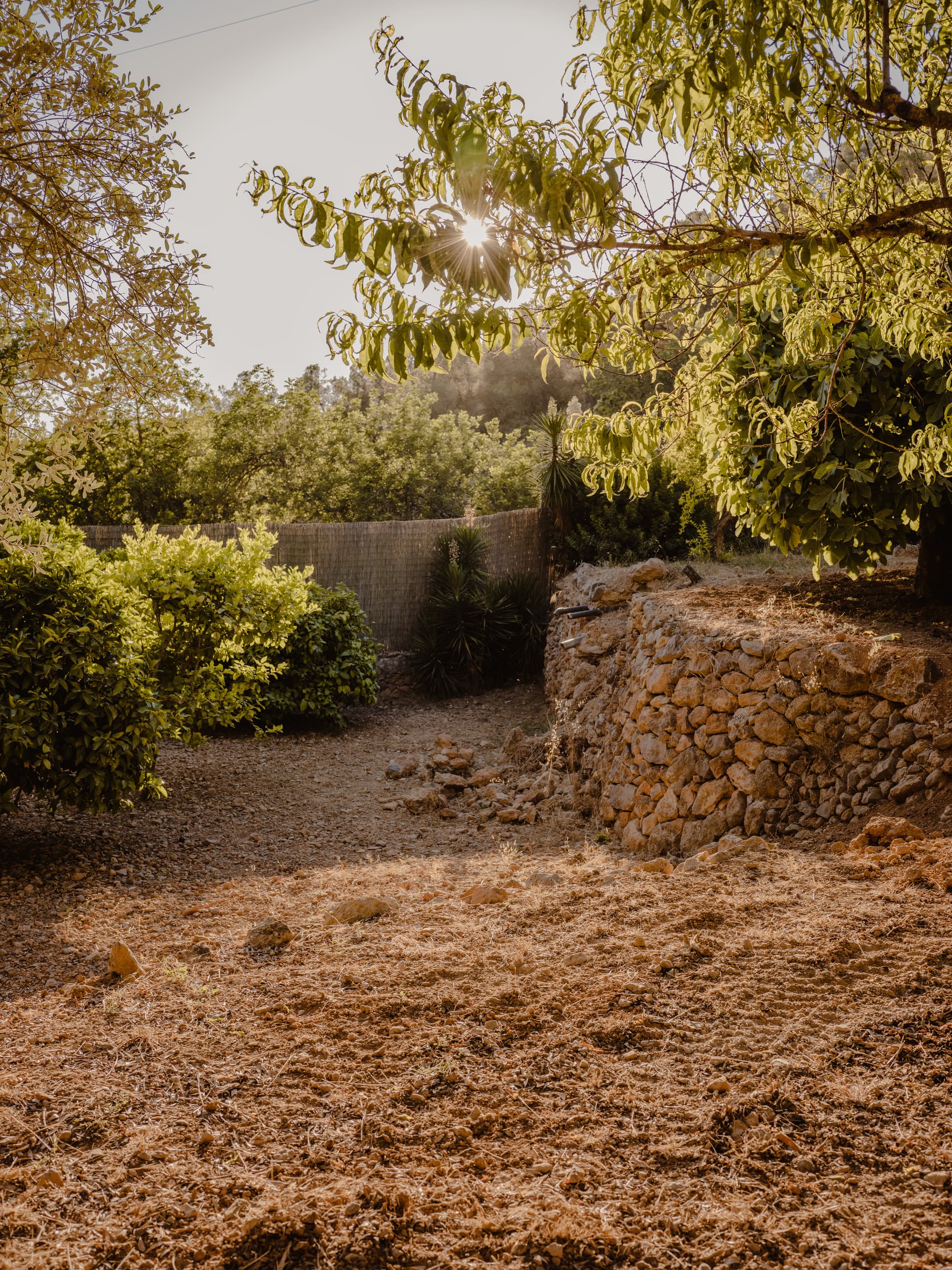 Can Borraja — photo 233