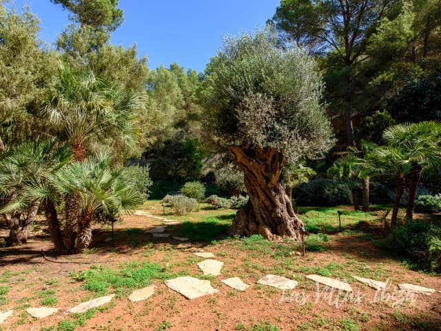 Can Borraja — photo 64