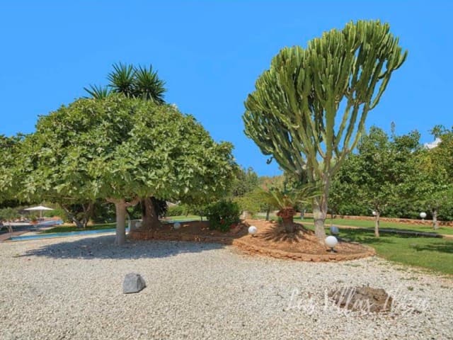 Mature dragon trees and cacti in the gravel garden at Casa Flores, Can Furnet, Ibiza