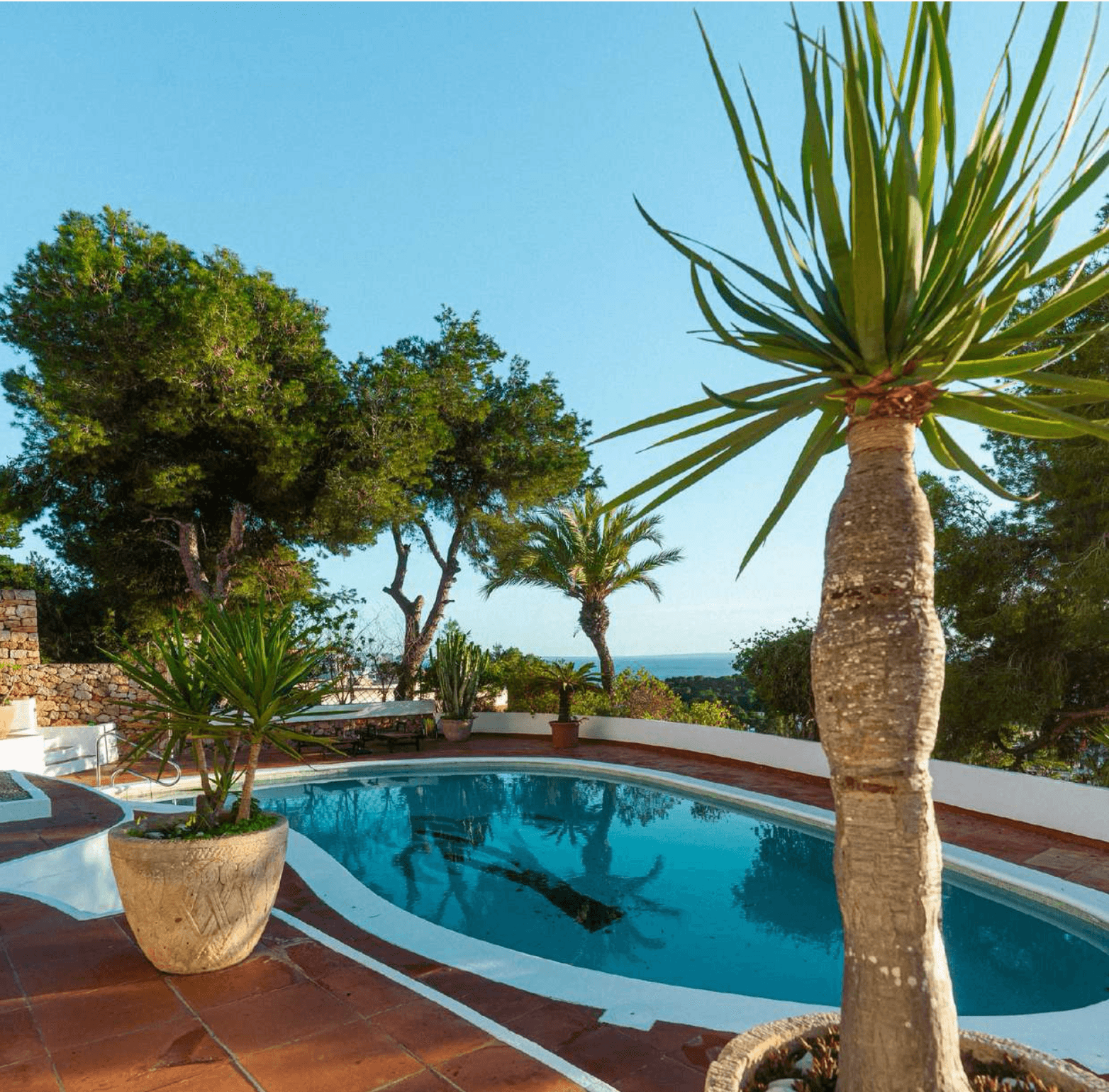 Swimming pool on a terracotta terrace beside a mature dragon tree at Villa Pep Simon, Cap Martinet, Ibiza